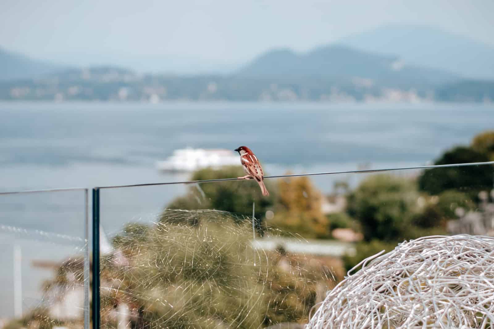 Hotel La Palma Stresa Sul Lago maggiore terrazza panoramica